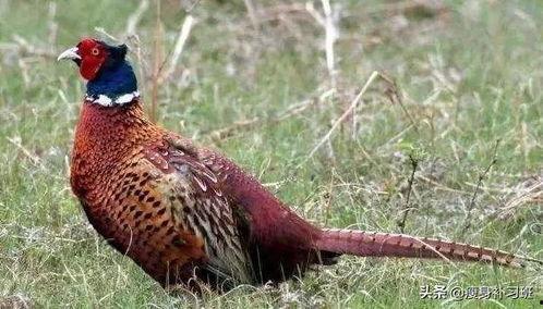 山鸡鱼爆料老视频,老视频中的惊人爆料回顾